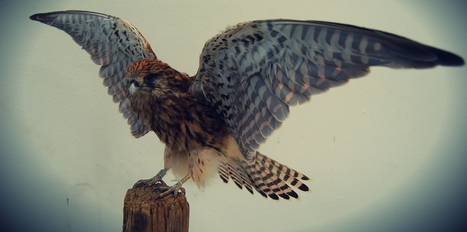 Torenvalk Preparateur Pieter