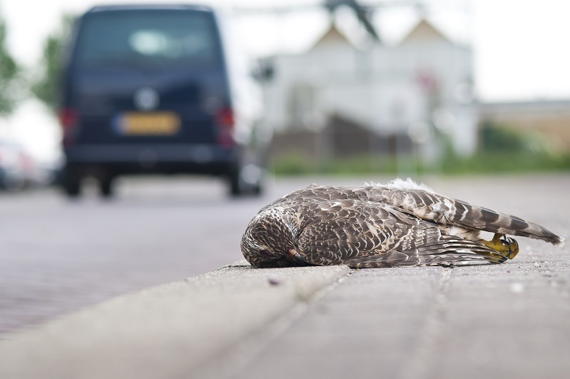 Vogel langs de weg
