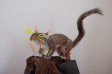 Grijze eekhoorn (Sciurus carolinensis)