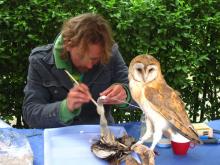 Preparateur Pieter bij het Vogelhospitaal